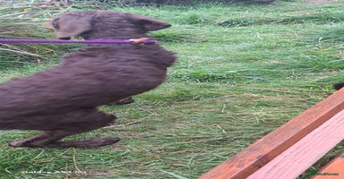 Mixed Breed dogs in Cumnock - Advert 5