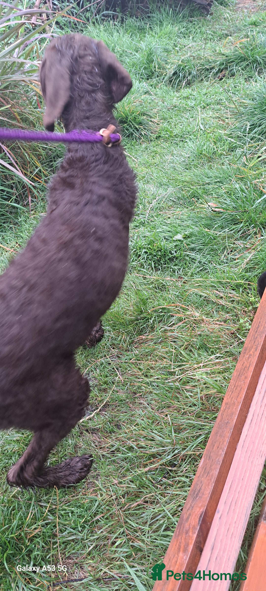 Mixed Breed dogs for sale: Doodle pointerpoodle boy in Cumnock - Image 4