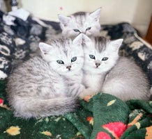 British Shorthair cats - Advert 12
