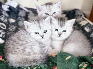British Shorthair cats BSH silver spotted and chinchilla GSSF registered - Advert 3