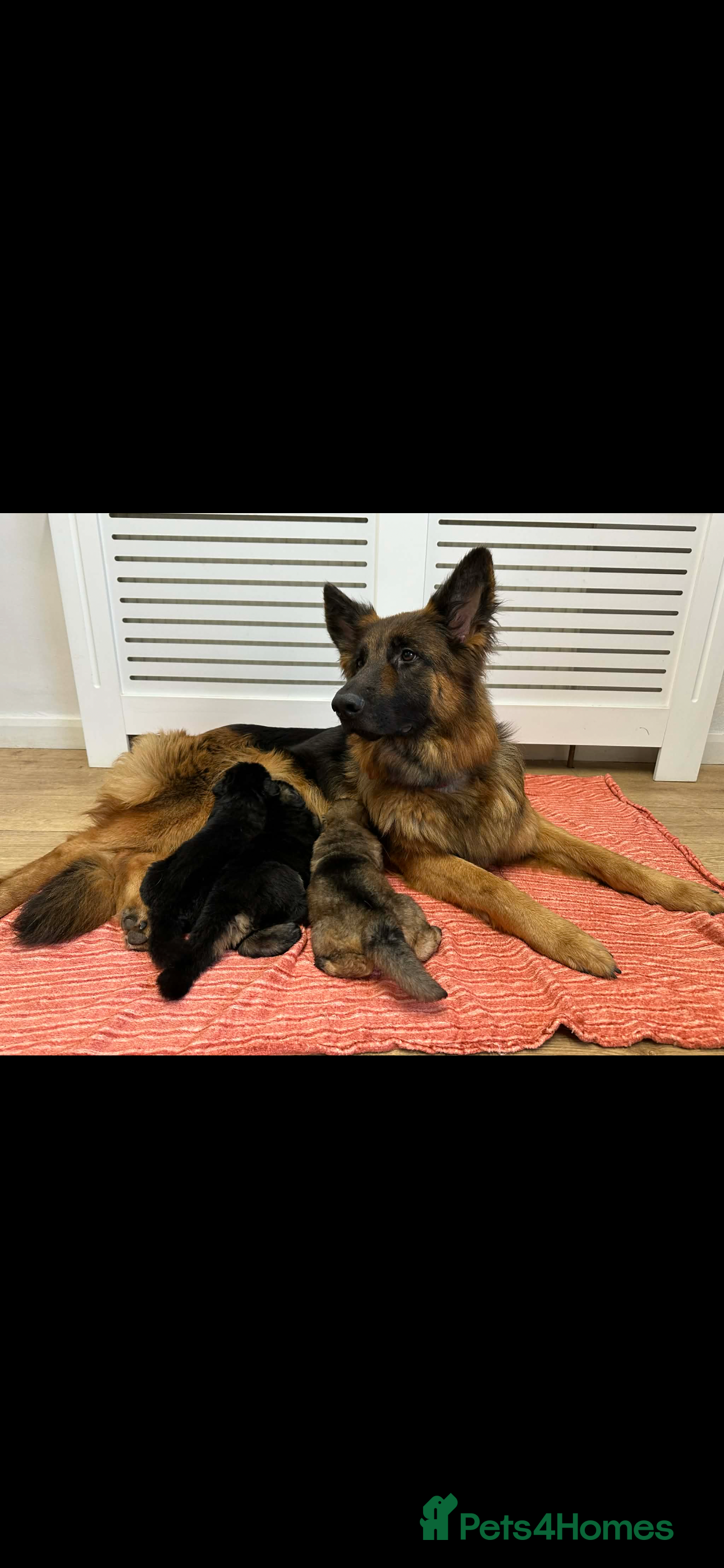German Shepherd dogs Long Hair German Shepherd Puppies  - Advert 1