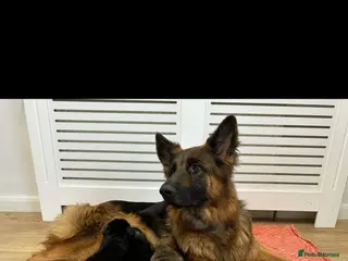German Shepherd dogs Long Hair German Shepherd Puppies - Advert 2