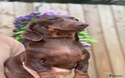Miniature Dachshund dogs for sale: 🩷Stunning Chocolate & Tan Girls 🩷  in Stafford - Image 7
