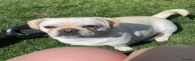 Pug 2