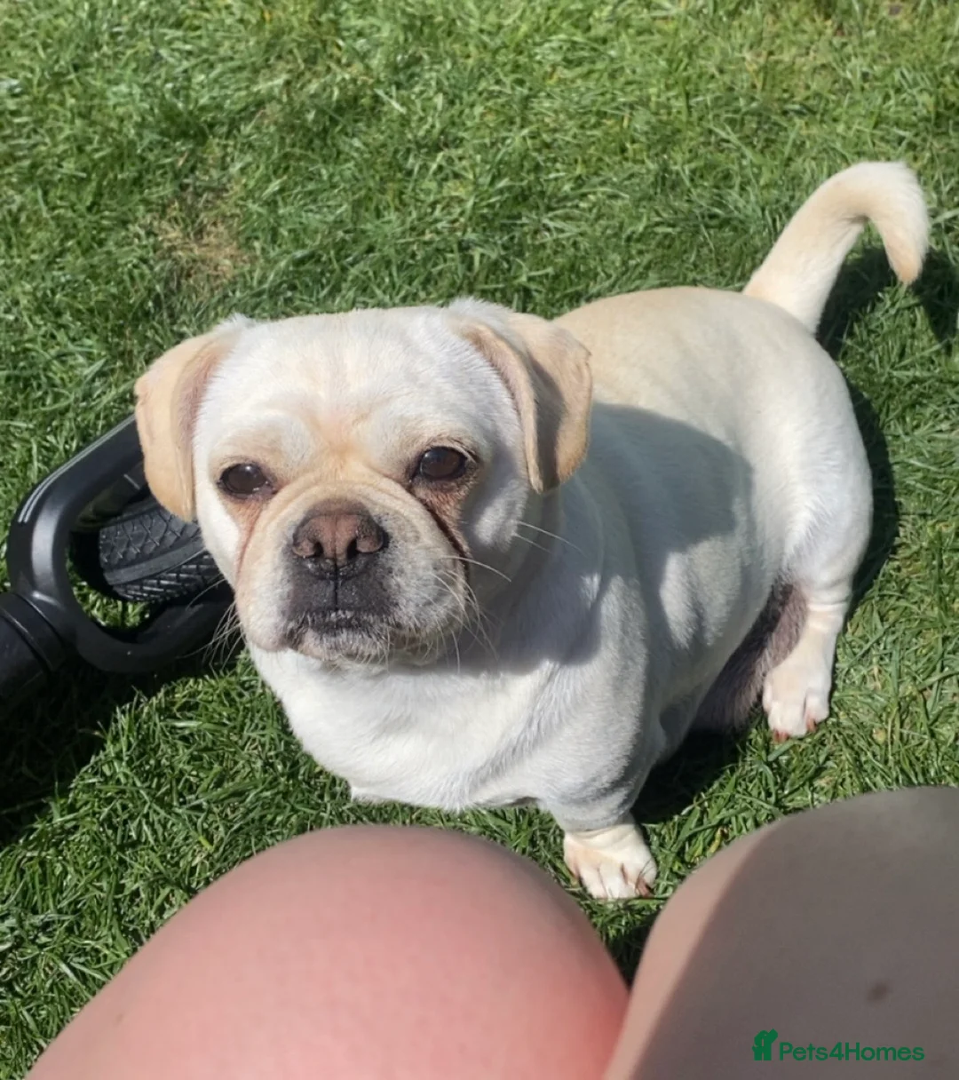 Pug dogs for sale: 2 beautiful fully trained pugs - Advert 2