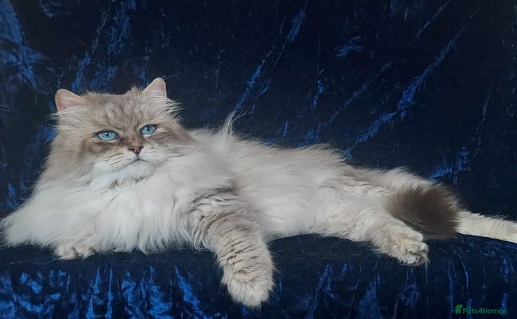 Siberian cats - Advert 1
