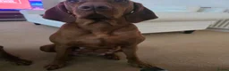 Hungarian Vizsla dogs for sale: KC reg Hungarian Vizsla pups.Health tested parents - Advert 3