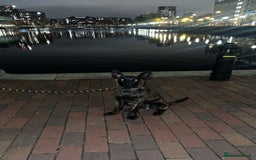 Belgian Shepherd Dog dogs for sale: Max the Dutch shepherd  - Image 3