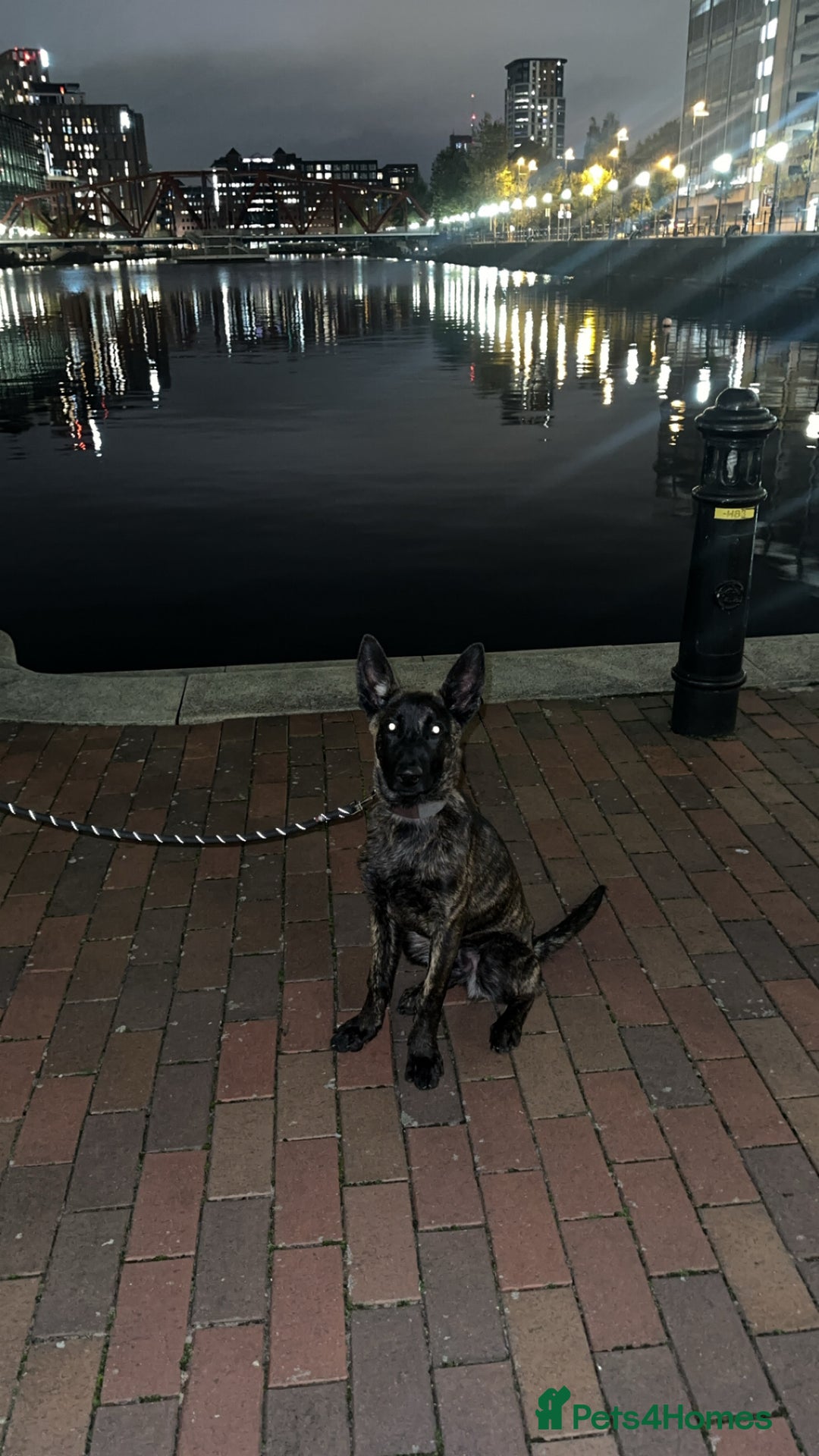 Belgian Shepherd Dog dogs for sale: Max the Dutch shepherd  - Image 3