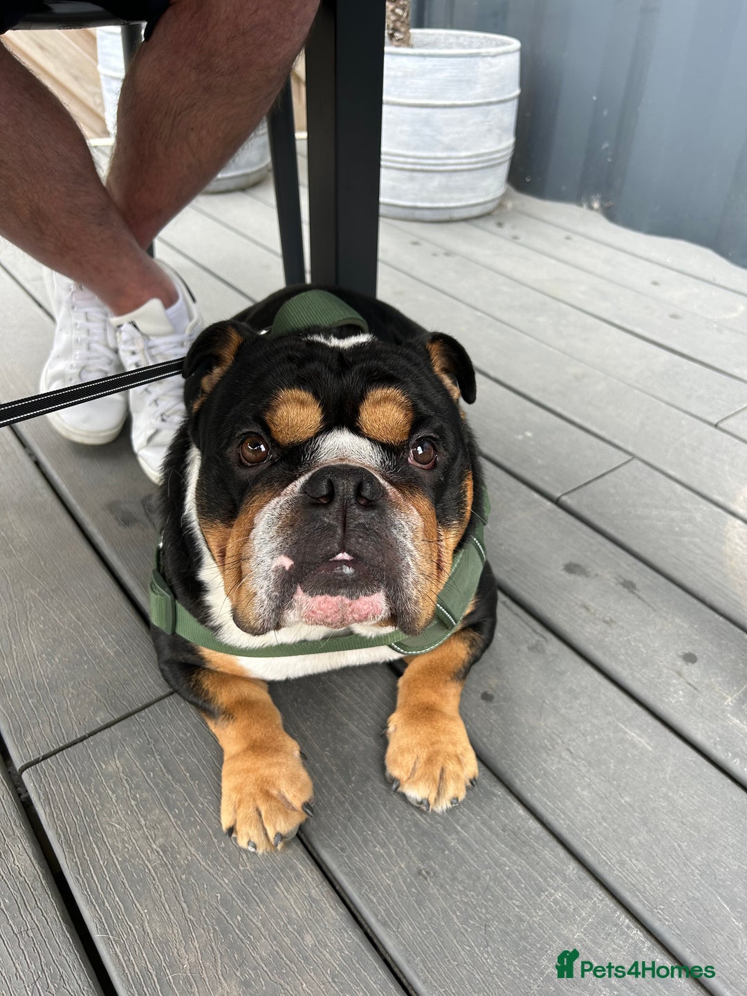 English Bulldog dogs for stud: Stud English Bulldog - Image 2