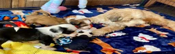 Tibetan Terrier dogs for sale: Beautiful Kc Registered Tibetan Terrier Puppies - Advert 5