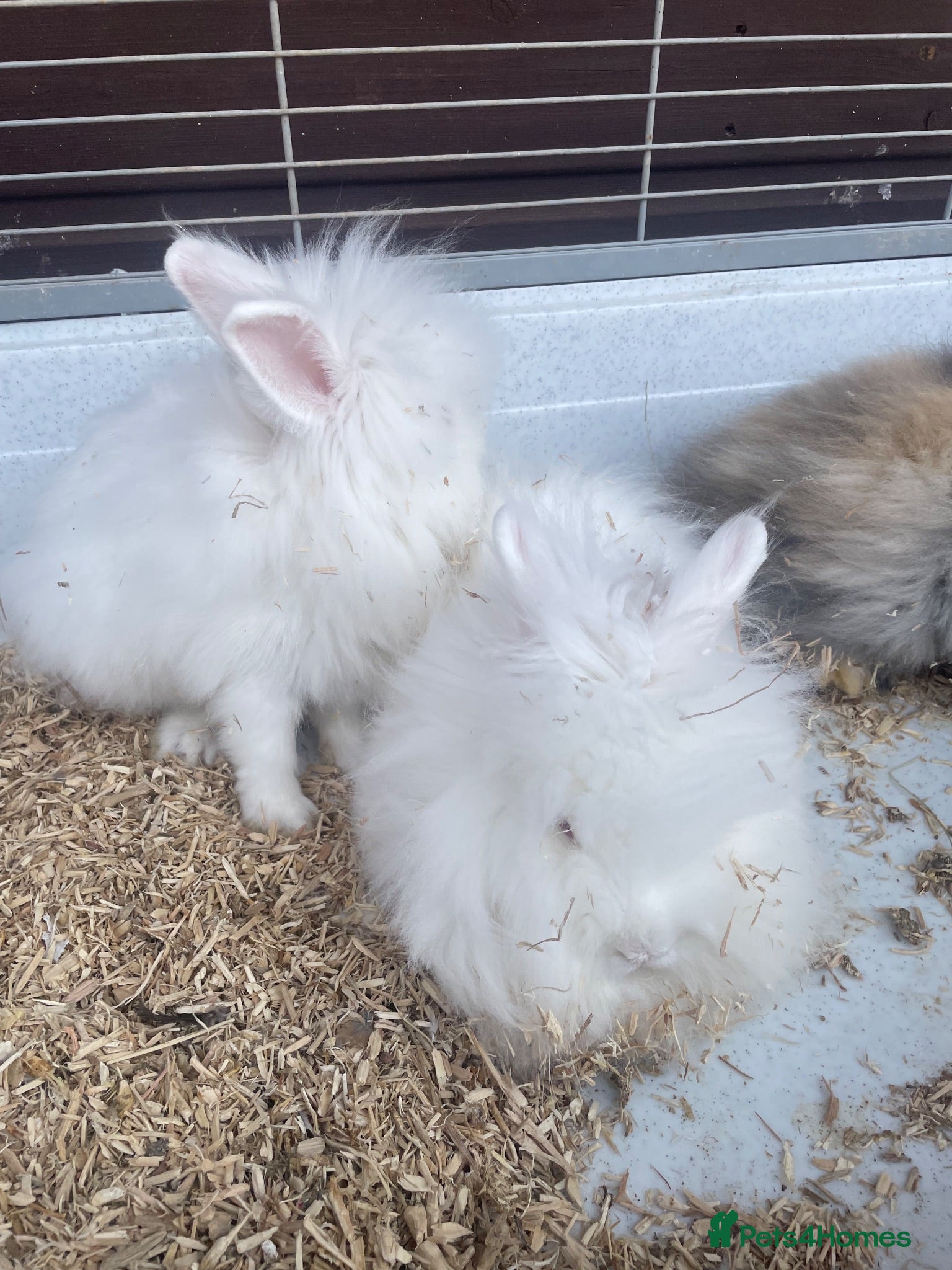 Lionhead rabbits Gorgeous Double Lionhead Bunnies  - Advert 2