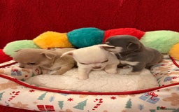 Chihuahua dogs for sale: Tiny apple head chihuahuas - Image 6