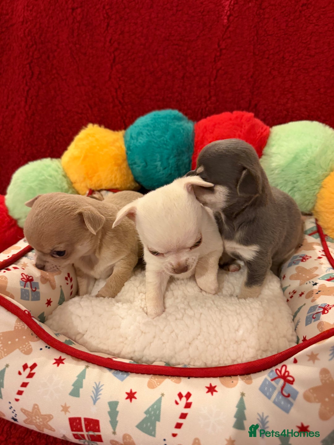 Chihuahua dogs for sale: Tiny apple head chihuahuas - Image 6