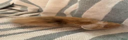 Mini Lop rabbits for sale: 4 adorable mini lops ready to go  - Advert 10