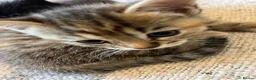 British Shorthair cats for sale: Adorable British Shorthair Kittens - Advert 4