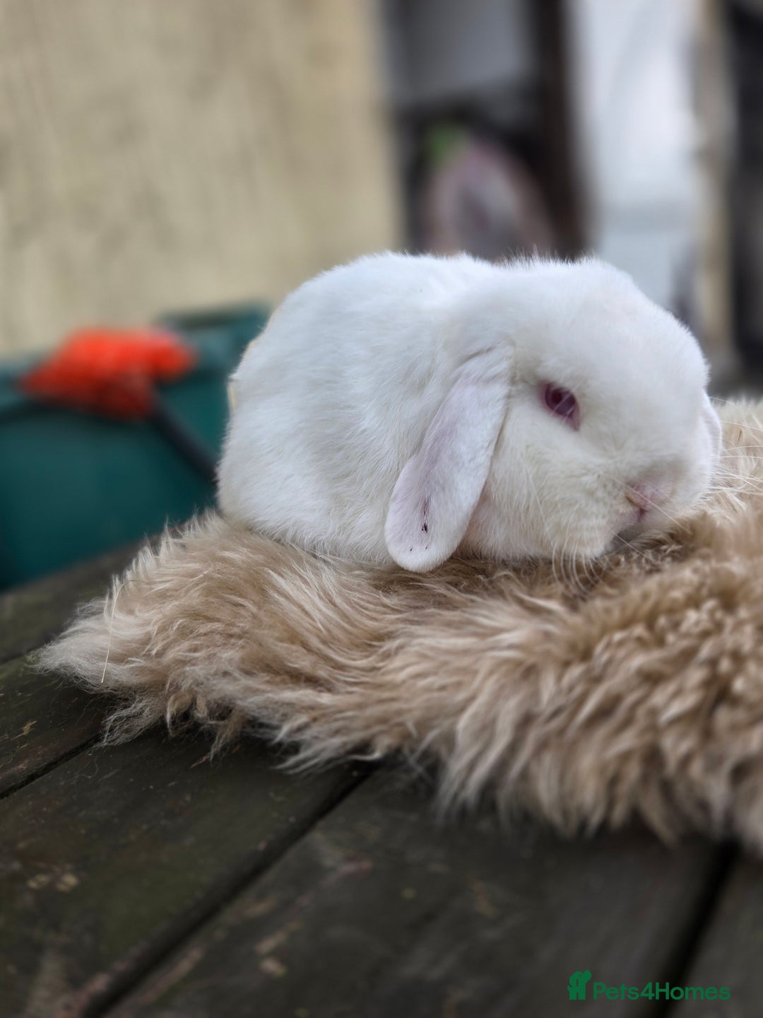 Mini Lop rabbits for sale: REW Mini Lop Buck - Image 3