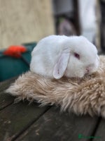 Mini Lop rabbits - Advert 7