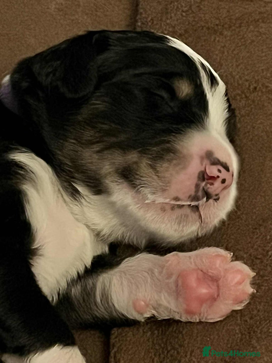 Bernedoodle dogs for sale: Exceptional F1 Bernedoodle Puppies - Advert 27