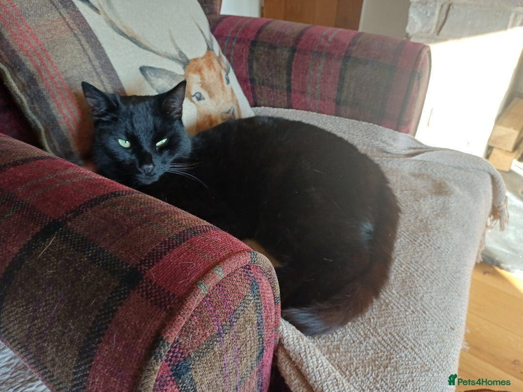 Mixed Breed cats for sale: 6 Lovely and Friendly Cats - Different colours - Advert 10