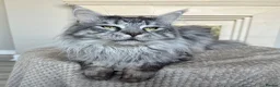 Maine Coon cats for sale: Polydactyl Maine coon kittens  - Advert 11