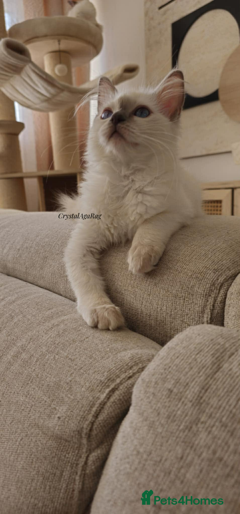 Ragdoll cats ✨ TORTIE ONE LEFT|CHAMPTION LINE|LITTER GCCF&TICA✨ - Advert 3