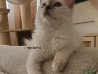 Ragdoll cats ✨ TORTIE ONE LEFT|CHAMPTION LINE|LITTER GCCF&TICA✨ - Advert 3