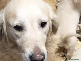 Golden Retriever dogs STUNNING GOLDEN RETRIEVER PUPS - Advert 4