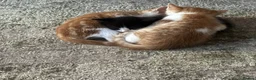 Mixed Breed cats for sale: Kittens Manchester Prices £40-£180 - Advert 10