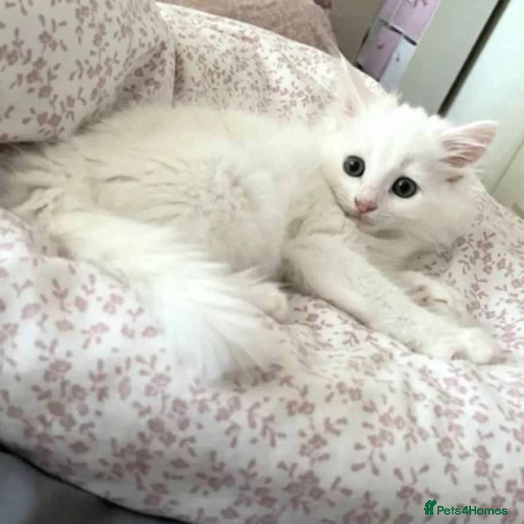 Turkish Angora cats for sale: Affectionate Turkish Angora Boy - Advert 4