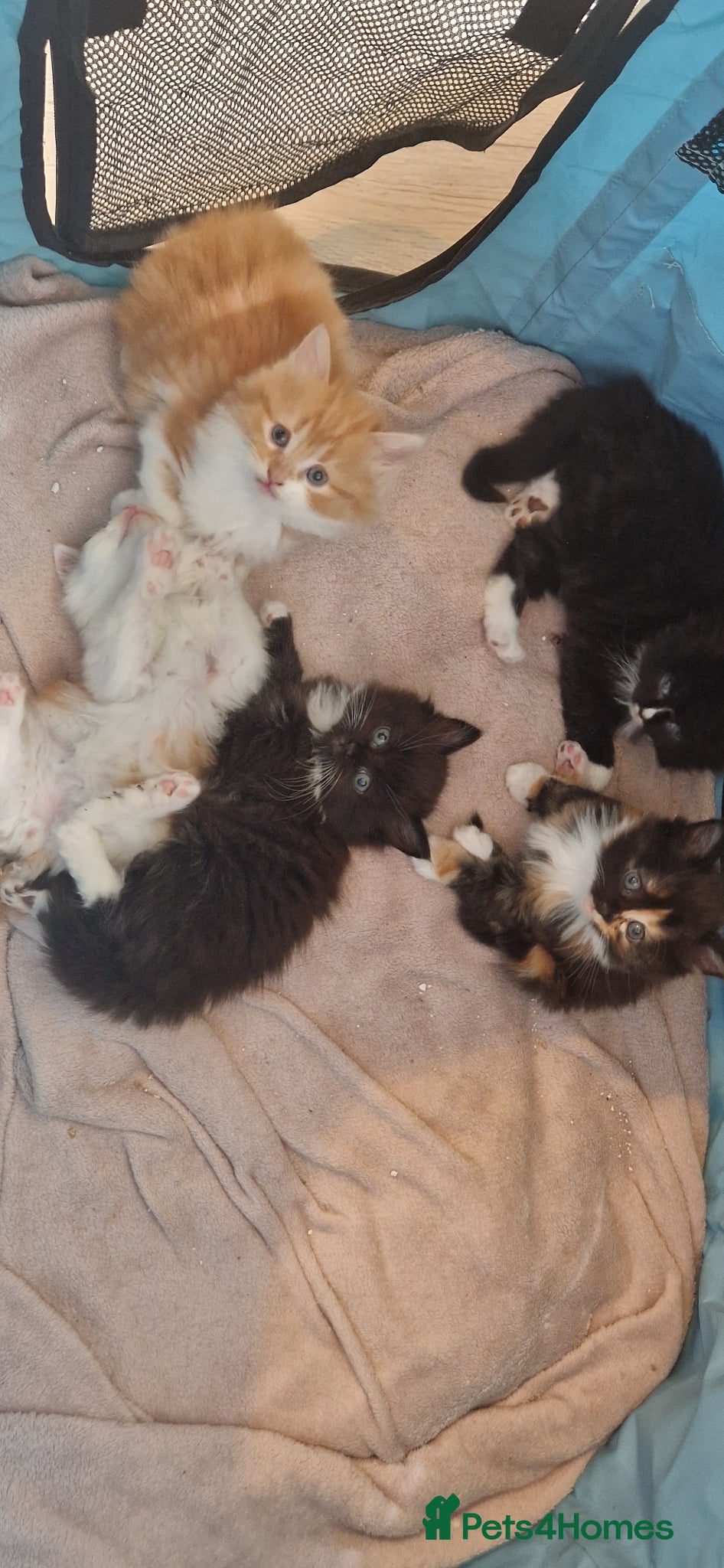 Mixed Breed cats Beautiful Long haired fluffy kittens - Advert 18