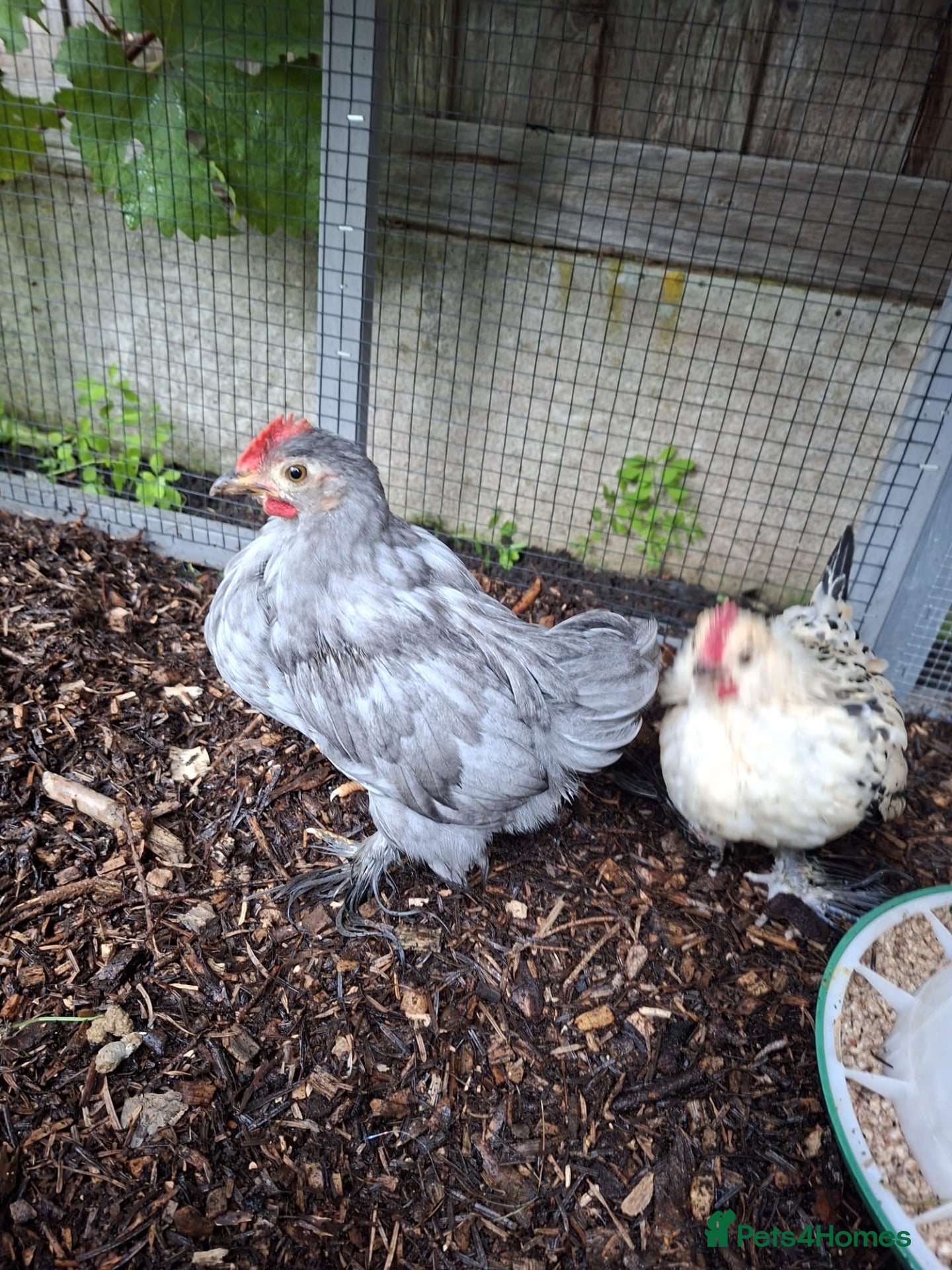 Chickens poultry for sale: Two Bantam Chickens (Male and Female) - Advert 3