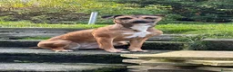Mixed Breed dogs for sale: 3 year old Mixed breed Luna needs a new home in Crook - Advert 3