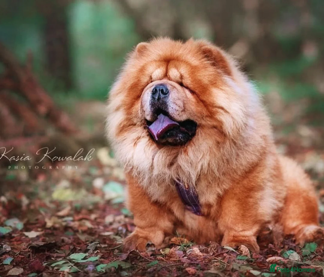 Chow Chow dogs for stud: *HOGAN*THICK RED RUSSIAN CHAMPION very well proven in Cheltenham - Advert 2