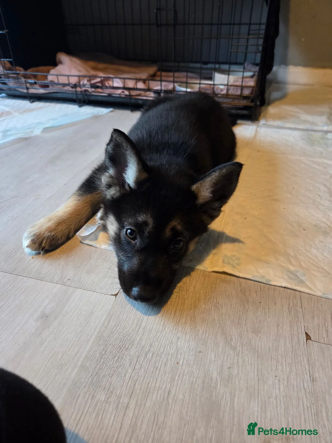 Shepsky dogs for sale: Shepsky. Female. 7 months old in Studley - Advert 11