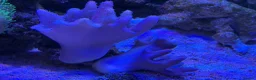 Other/Mixed Breed fish for sale: Marine  set tank shut down  - Advert 9