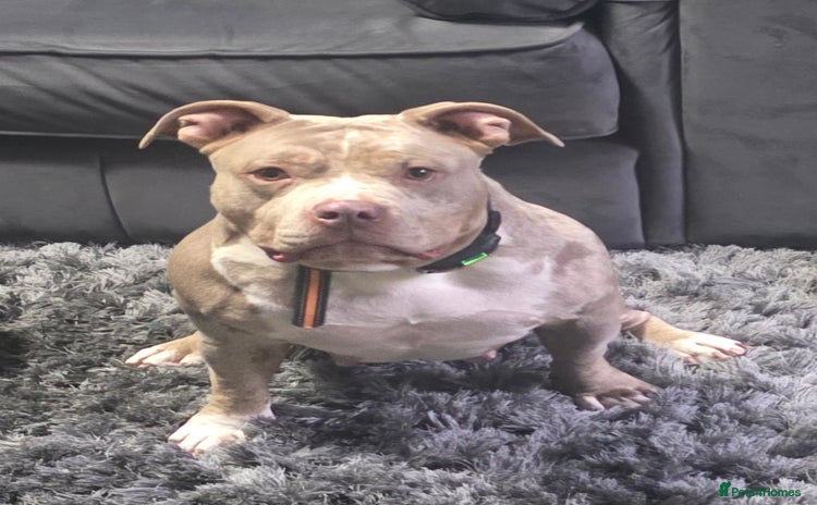 American Bully dogs in Manchester - Advert 5