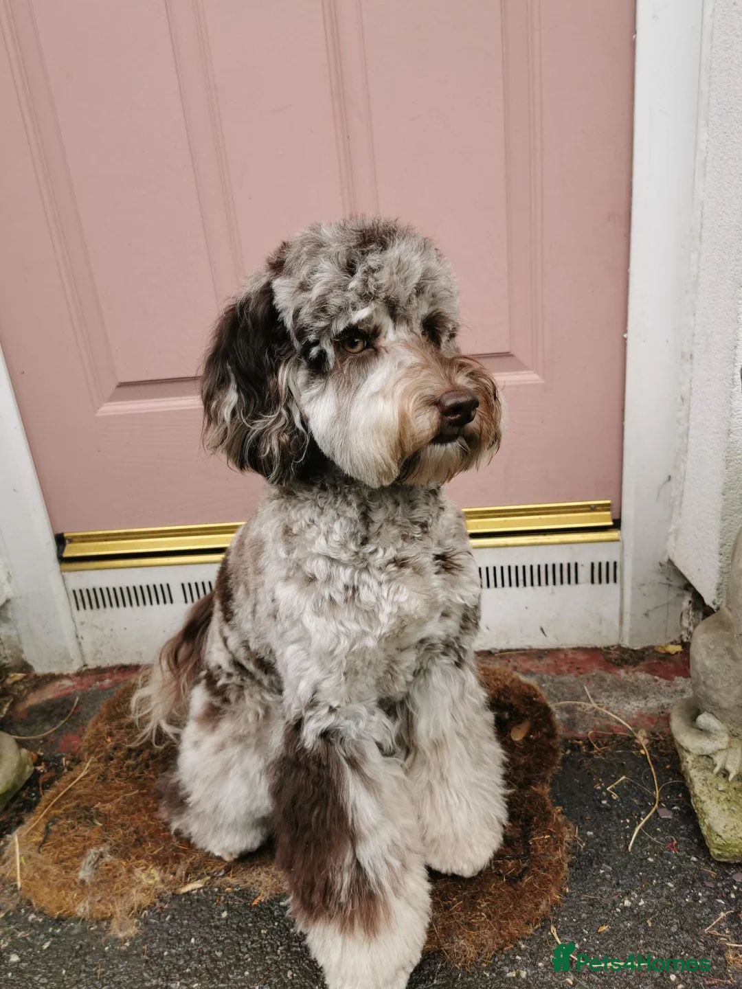 Cockapoo dogs for sale: Multigen Chocolate Merle Cockapoo Puppies - Advert 2