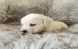 Golden Retriever dogs for sale: KC REGISTERED GOLDEN RETRIEVER PUPS - Image 21