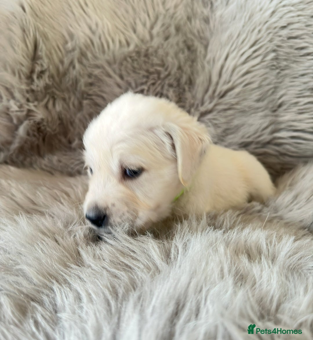 Golden Retriever dogs for sale: KC REGISTERED GOLDEN RETRIEVER PUPS - Image 21