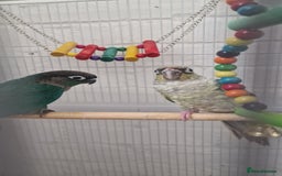 Conures birds for sale: Conures  - Image 5