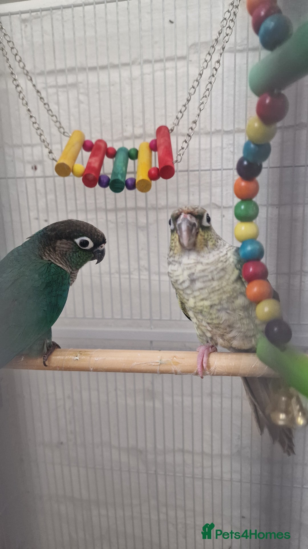 Conures birds for sale: Conures  - Image 5