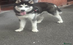 Siberian Husky dogs for sale: Milo - 8 Month old husky - Image 3