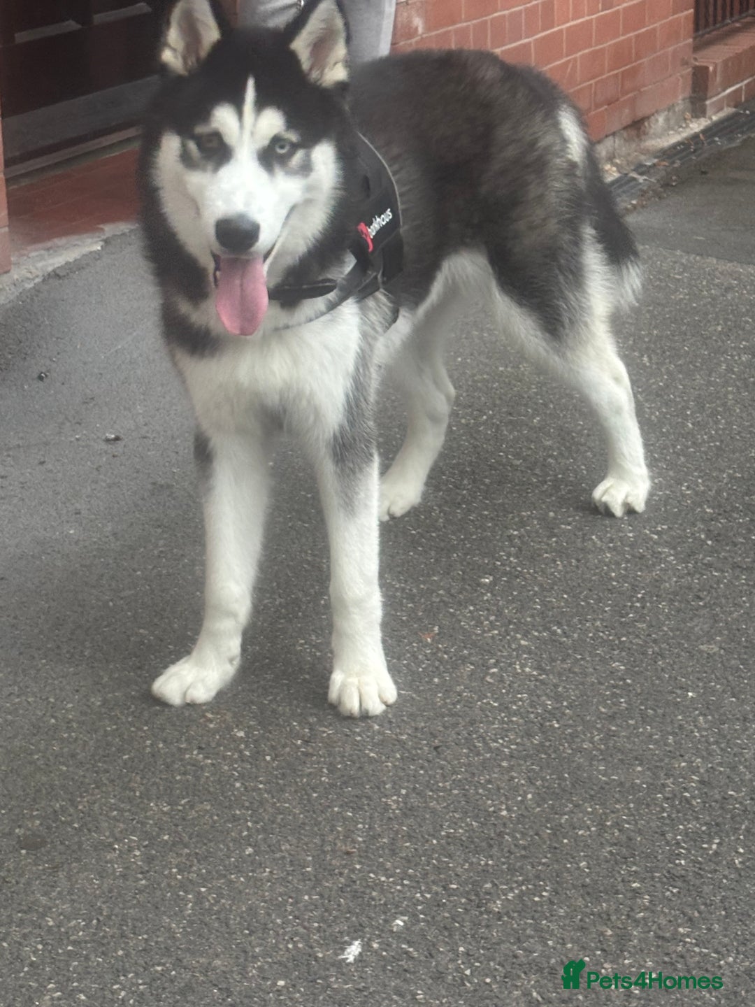 Siberian Husky dogs for sale: Milo - 8 Month old husky - Image 3