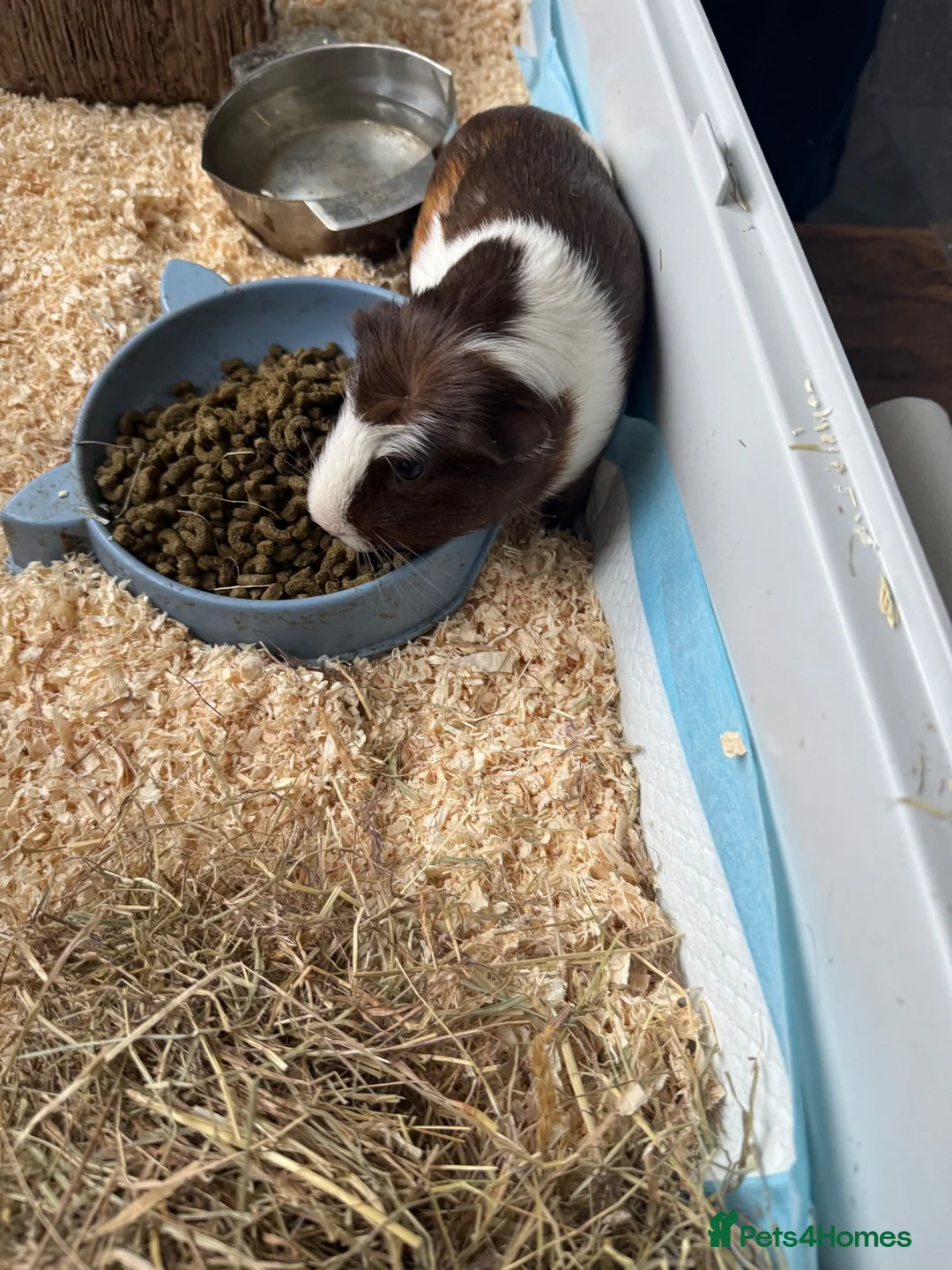 Guinea Pig rodents for sale: Guinea pigs for sale  in Chesterfield - Advert 2