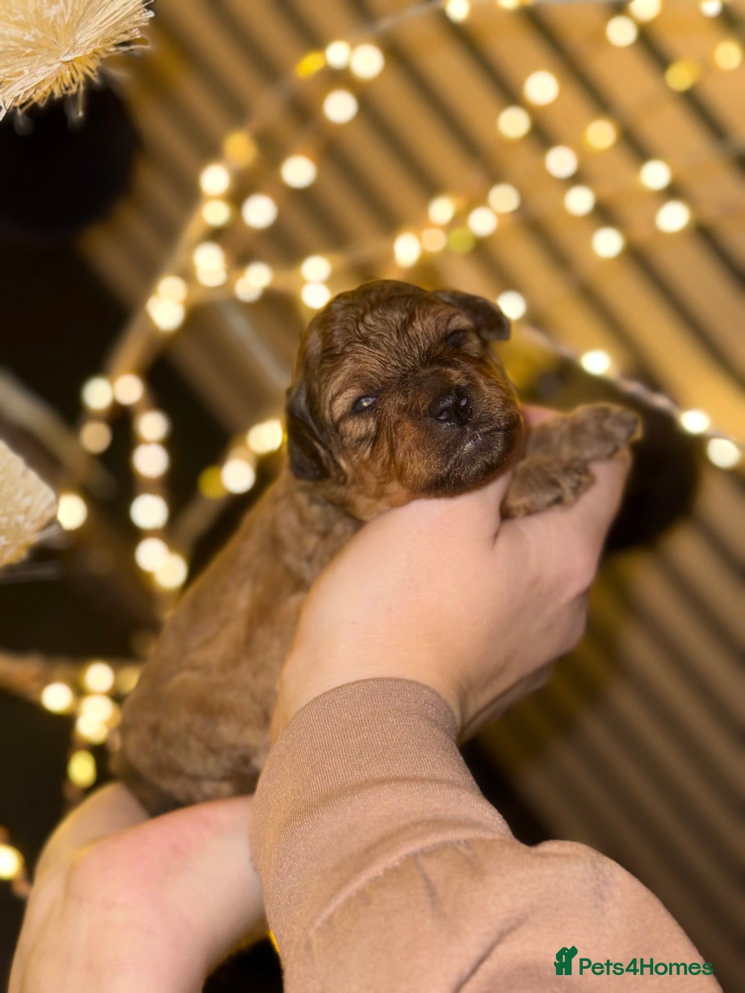 Maltipoo dogs for sale: **Beautiful chocolate/apricot Malitpoo pups**  - Advert 5