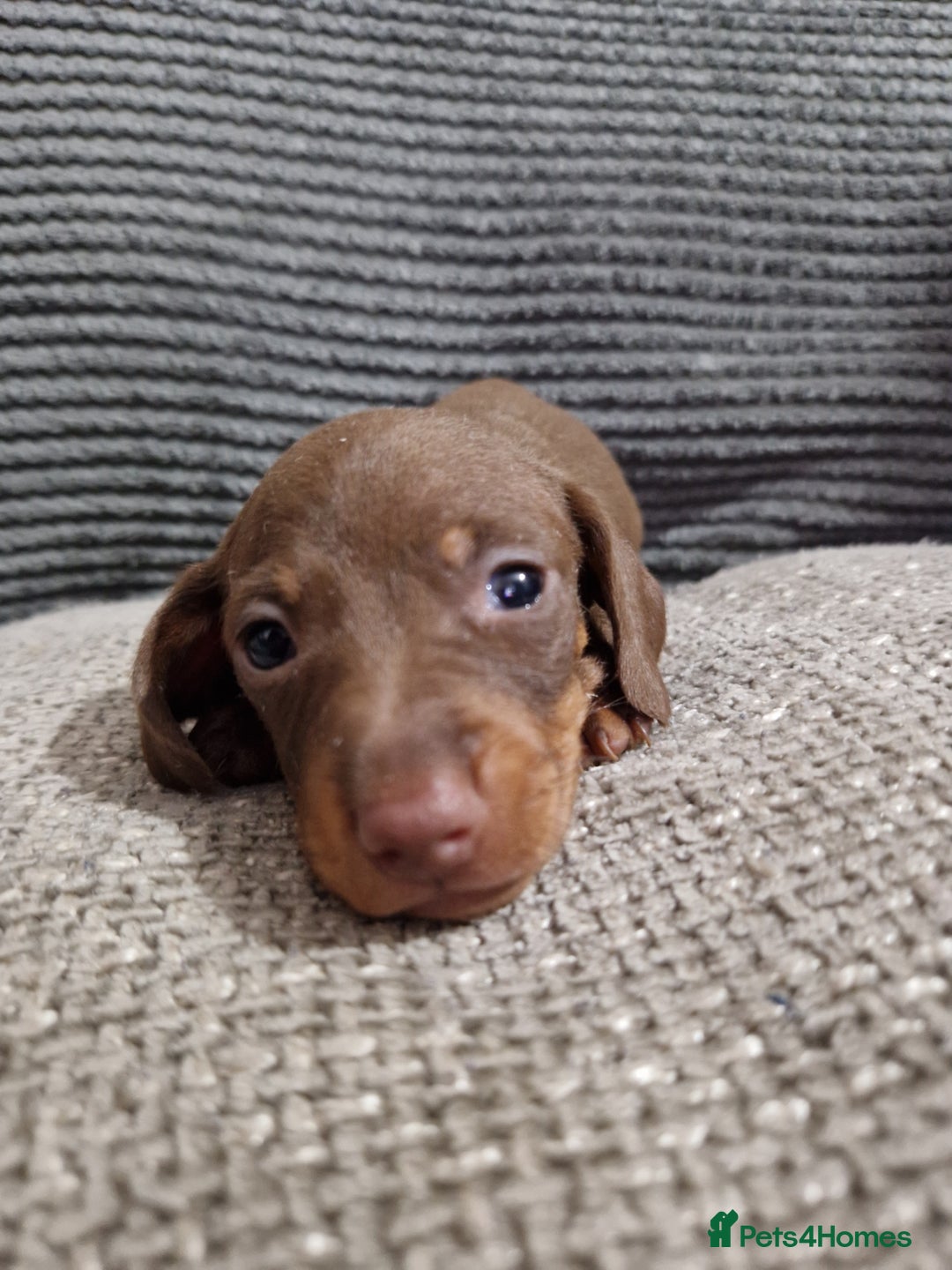 Miniature Dachshund dogs for sale: Miniature Smooth Haired Dachshund  - Advert 7