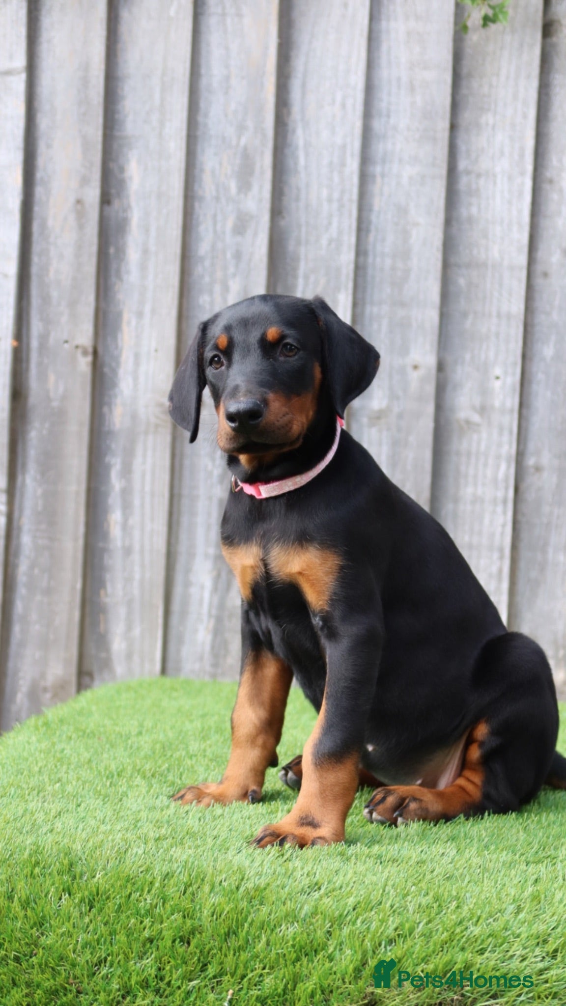 Dobermann dogs Health Tested & Titled Quality European Dobermanns - Advert 1