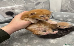 Ragcoon cats for sale: Maine coon x Ragdoll/Bengal kitten available  - Advert 4