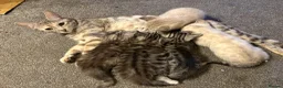 Bengal cats for sale: 2 Bengal Mix Kittens. White Female - Grey male  - Advert 3
